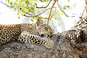 Beautiful young leopard in tree in South Africa