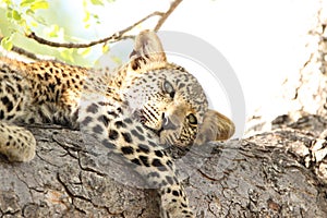 Beautiful young leopard in tree in South Africa safari wildlife game drive