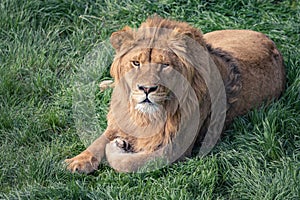 Beautiful young lion kingly laying on green grass