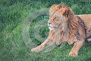 Beautiful young lion kingly laying on green grass, close-up, copy space