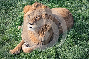 Beautiful young lion kingly laying on green grass, close-up, copy space