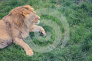 Beautiful young lion kingly laying on green grass, close-up, copy space