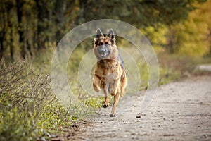 Beautiful young long haired female german shepherd dog running fast on the road in daytime in autumn