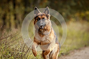 Beautiful young long haired female german shepherd dog running fast on the road in daytime in autumn