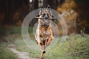 Beautiful young long haired female german shepherd dog running with stick on the road in daytime in autumn forest