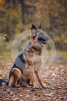 Beautiful young long haired female german shepherd dog sitting on the road in daytime in autumn
