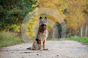 Beautiful young long haired female german shepherd dog sitting on the road in daytime in autumn