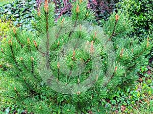 Beautiful young long shoots on Mountain pine Pinus mugo Pumilio. Small and fluffy