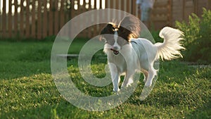 Beautiful young male dog Continental Toy Spaniel Papillon on green lawn