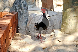 Beautiful Young Male Silver Pheasant