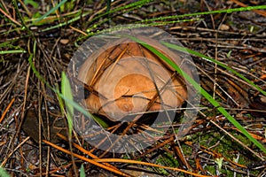 Beautiful young mushroom Suillus luteus or Slippery jack in the grass after the rain. Suillus luteus closeup.