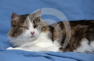 Beautiful young norwegian forest brown with white cat on a blue