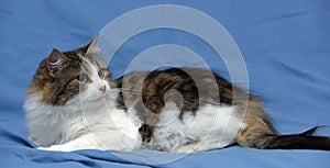 Beautiful young norwegian forest brown with white cat on a blue