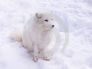 Beautiful young odd-eyed Arctic fox in its white winter fur sitting in snow