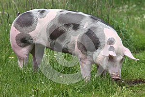 Closeup of a young pig on pasture photo