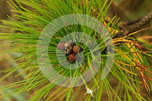 Beautiful young pine cones and needles on a branch. Bokeh blurred background