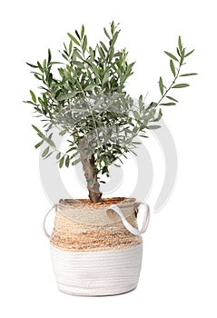 Beautiful young potted olive tree isolated on white