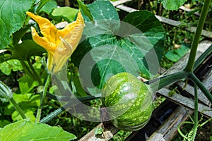 Beautiful young pumpkins on the field