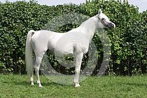Beautiful young purebred gray arabian stallion
