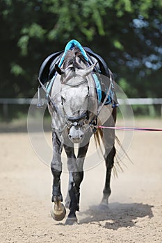 Beautiful young purebred horse in paddock during training summer time