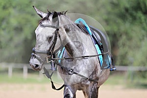 Beautiful young purebred horse in paddock during training summer time