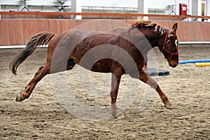 Young healthy horse running free in the riding hall