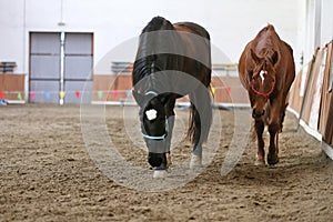 Young healthy horse running free in the riding hall