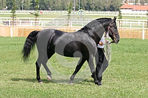 Beautiful young purebred yearling on showground