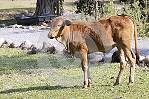 A beautiful young red cow feeding on grass in the farm