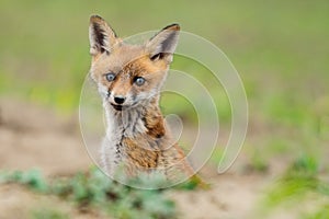 Young Red fox, Vulpes vulpes