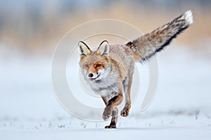 Beautiful young red fox Vulpes vulpes. Fox looking for food under the snow. Wildlife scene with nature predator. Animal in