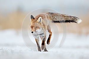 Beautiful young red fox Vulpes vulpes running away from freshly fallen snow. Wildlife scene with nature predator. Animal in