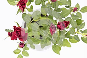 The beautiful young red roses with green leaves on the white background