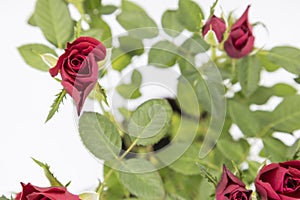 The beautiful young red roses with green leaves on the white background