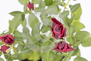 The beautiful young red roses with green leaves on the white background