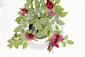 The beautiful young red roses with green leaves on the white background