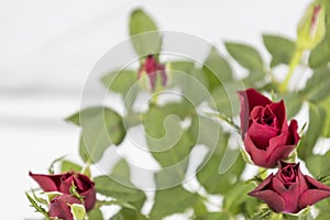 The beautiful young red roses with green leaves on the white background