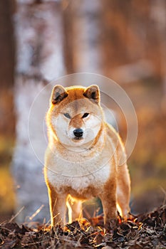 Beautiful Young Red Shiba Inu Dog Standing Outdoor In the forest at golden Sunset
