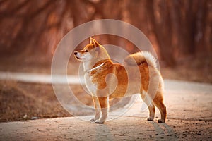 Beautiful Young Red Shiba Inu Dog Standing Outdoor In the forest at golden Sunset