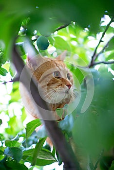 Hermoso joven a cuadros gato escalada árboles verano naturaleza externo 