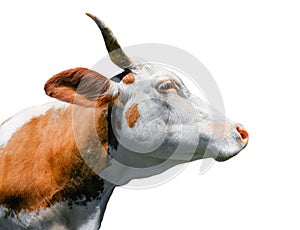 Beautiful young red and white spotted cow isolated on white. Portrait of funny red cow isolated on white close up.