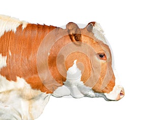 Beautiful young red and white spotted cow isolated on white. Portrait of funny red cow isolated on white close up.