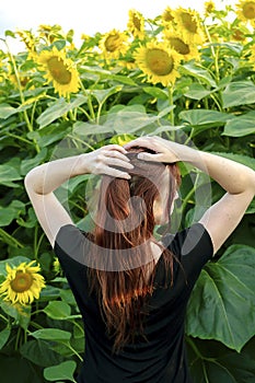 Beautiful young redheaded girl woman standing in sunflowers field enjoying nature on sunset summer time.Back view.Ukrainian