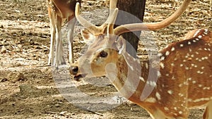 Beautiful and young Roe deer doe Capreolus chital deer, and axis deer, is a species of deer. White-tailed deer eating grass in the