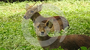 Beautiful and young Roe deer doe Capreolus chital deer, and axis deer, is a species of deer. White-tailed deer eating grass in the