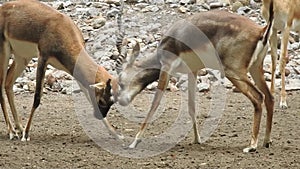 Beautiful and young Roe deer doe Capreolus chital deer, and axis deer, is a species of deer. White-tailed deer eating grass in the