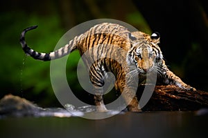 Beautiful young Siberian tiger - Panthera tigris altaica is playing in the river with big wood. Action wildlife scene.