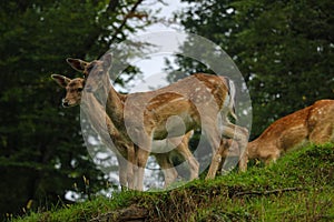 Beautiful young sika deer stand at the edge of the forest