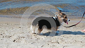 Beautiful young slim athletic woman walking with cute tricolor Welsh Corgi dog on the sand beach at sunny morning.