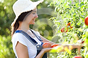 Beautiful young smiling woman harvesting fresh tomatoes from the garden.